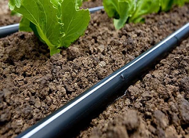 Drip irrigation system watering plants